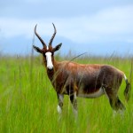 Swaziland Mlilwane Wildlife Sanctuary Antelope