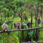 Vakona Park Common brown lemurs