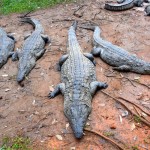 Vakona Park Crocodiles