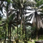 Mahe Bel Air Cemetery Palms