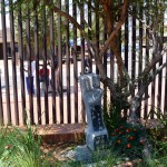 Mandela House Tree