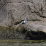 Pied Kingfisher Malawi