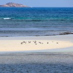 Praslin Beach Birds