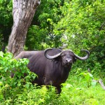 Chobe National Park Buffalo