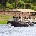 Tourists watching elephants