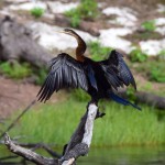 A cormorant drying off