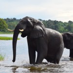 Chobe National Park Chobe River Elephants