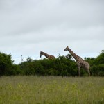 Chobe National Park Giraffes