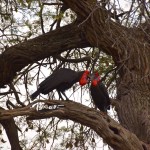 Chobe National Park Ground Hornbill
