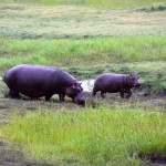 Chobe National Park Hippo Family