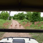 Chobe National Park Impalas