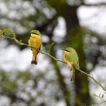 Little bee eaters on a branch