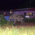 Kasane Town - Elephant