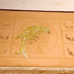 Kolmanskop Mansion Wall Art Parrot
