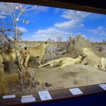 National Museum & Art Gallery Gaborone - Lions