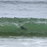 Sandwich Harbor Drive Seal Surfin