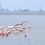Sandwich Harbor Flamingos