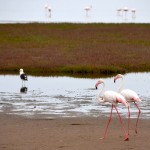Sandwich Harbour Flamingo Pair