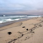 Swakopmund Cape Cross Lodge Beach Dead Seals