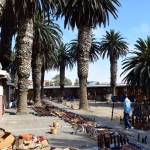 Swakopmund Market Palms