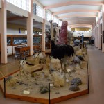 Swakopmund Museum Animals