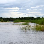 Zambezi River Cruise Grass
