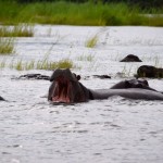 Zambezi River Cruise Hippos