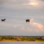 Zambezi River Cruise Ibis