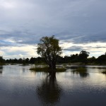 Zambezi River Cruise Tree