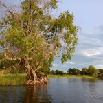Zambezi River Cruise Tree with Nests