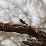 Zambezi River Cruise Wire-tailed swallow