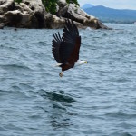 Lake Malawi African Fish Eagle feeding