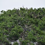 Lake Malawi Cormorants
