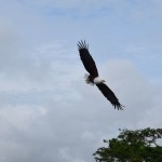 Lake Malawi Soaring African Fish Eagle