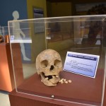 Lusaka National Museum Skull