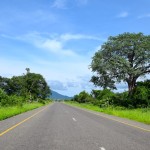 Malawi Drive Baobab Tree