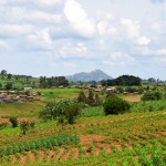 Malawi Drive Farms