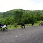 Malawi Drive Mountain Goats