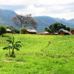 Malawi Drive Plantation