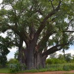 The Big Tree Zimbabwe