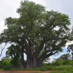 The Big Tree Zimbabwe View