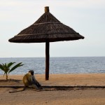 The Makokola Retreat Beach Monkey