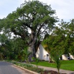 A large baobab