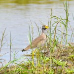Liwonde National Park African wattled lapwing