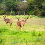 Liwonde National Park Antelope Herd