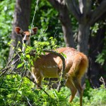 Liwonde National Park Deer
