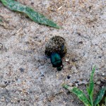 Liwonde National Park Dung Beetle