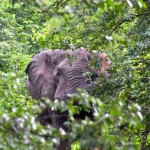 Liwonde National Park Elephant