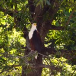 Liwonde National Park Fish Eagle
