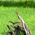 Liwonde National Park Kingfisher